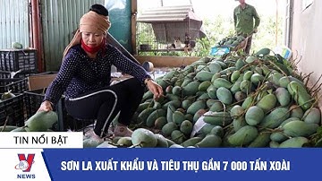 Tin nông nghiệp: Sơn La xuất khẩu và tiêu thụ gần 7.000 tấn xoài - VNEWS
