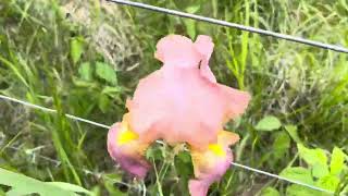 Why is Greg planting iris flowers on their leased grazing farms road frontage?