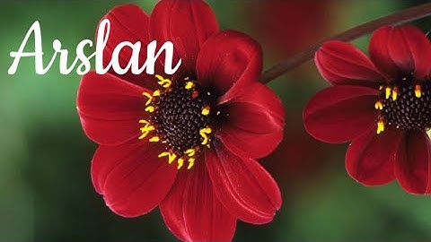 Arslan || Beautiful ❤️ Name Video Status By Status Videos 2021