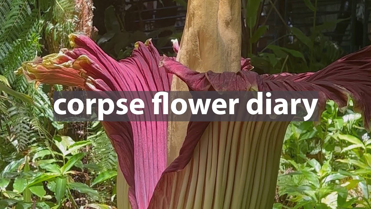 The amazing stinky flower ten years in the making Adelaide Botanic