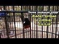 Murai Batu Tembakan Kasar KAPASTEMBAK,LOVEBIRD,CILILIN