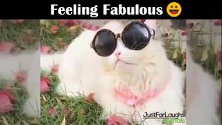 Cat Wears Sunglasses - Just For Laughs Funny Animal Videos