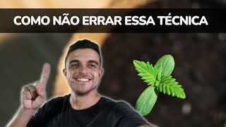 Técnica que o cultivador não pode errar