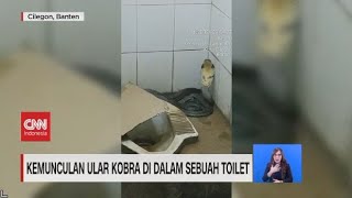 Kemunculan Ular Kobra di Dalam Sebuah Toilet