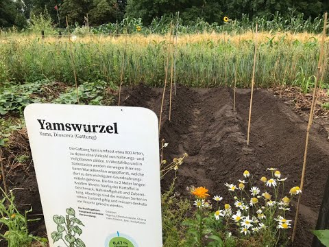 Die Yamswurzel auf dem Weltacker