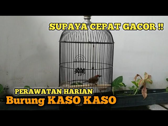 CARA MERAWAT BURUNG KASO KASO CEPAT GACOR || PERAWATAN BURUNG KASO KASO || TEPUS GELAGAH class=