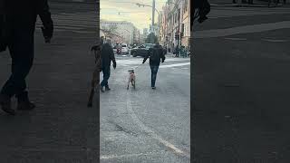 Poor dog was beaten by the owner #doginrome #rometravel #dog #cat #pet #roma #italia #onceinrome