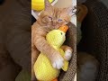 Funniest Cat & Dog Moments Ever😂#FunnyPets #CatsAndDogs #PetVideos #FunnyCats #FunnyDogs #fyp