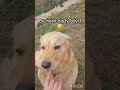 golden retriever eğitim. #keşfet #shortsvideo