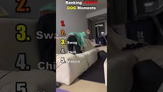 Ranking Funny Dog Moments #ranking #dog #funny #viral #mustwatch #fyp #subscribe #cute #comedy