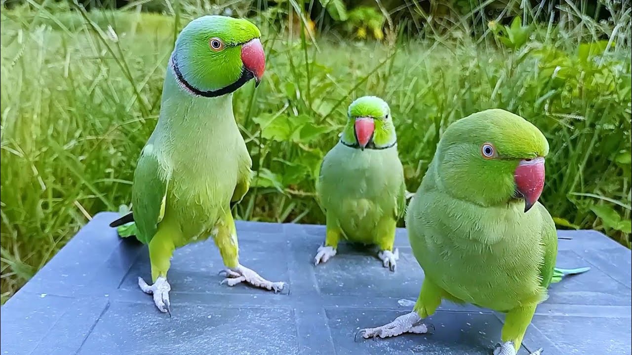 Parrot Sound Mummy