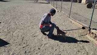 Dante The Bad Ass Starting His bite Work Fundamentals
