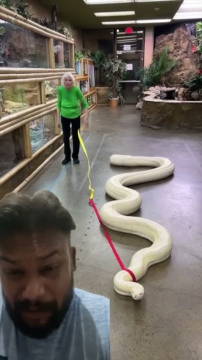 white pythons #snake #dinosaur #zoo #animals #reptile #animal #pet #dog ...