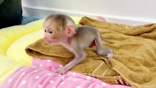 Super Strong Newborn Baby Monkey Para Stand Up Start Walking