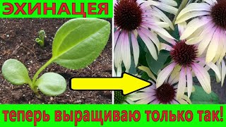 Echinacea: sowing, growing from seed, planting, caring for echinacea. 