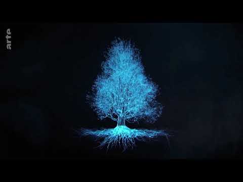 Vidéo: Quelle est la taille du système racinaire d'un arbre ?