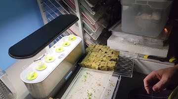 Transplant seedlings in to rockwool, hydroponics 2022