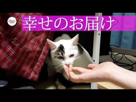 保護猫】ウカの幸せお届け動画：664 - YouTube