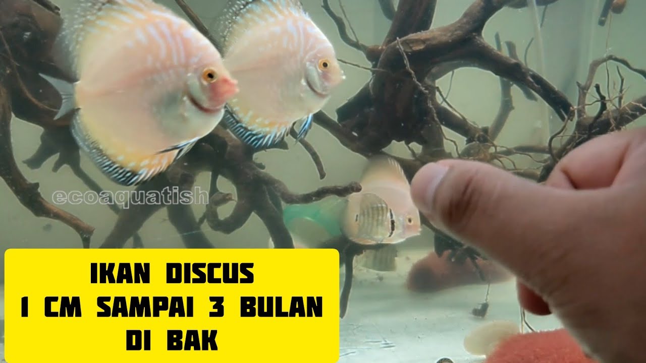 Советы и рекомендации по содержанию мальков дискуса размером 1 см в аквариуме