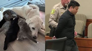 Ogden man sentenced for intentionally throwing six puppies from moving vehicle