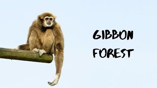 The Gibbon Forest at Twycross Zoo