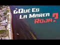 🔴🌊¿Qué es la marea roja?🌊🔴