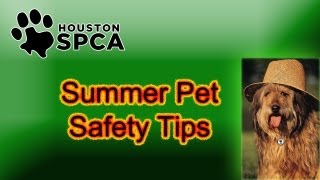 Summer Pet Safety Tips | Houston SPCA