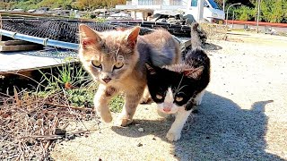 漁港の野良猫子猫の散歩に付いていってみたら