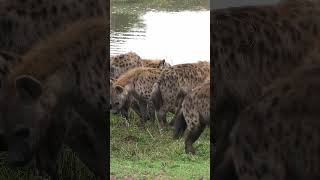 The spotted hyena family lineage is fascinating! #shorts