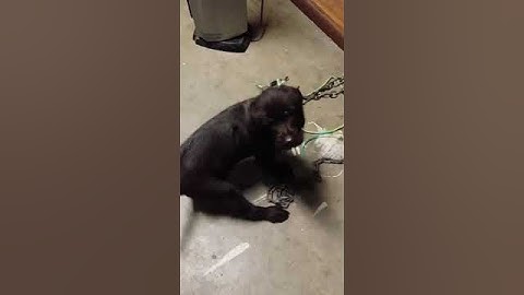 Pudelpointer First Time Staked Out