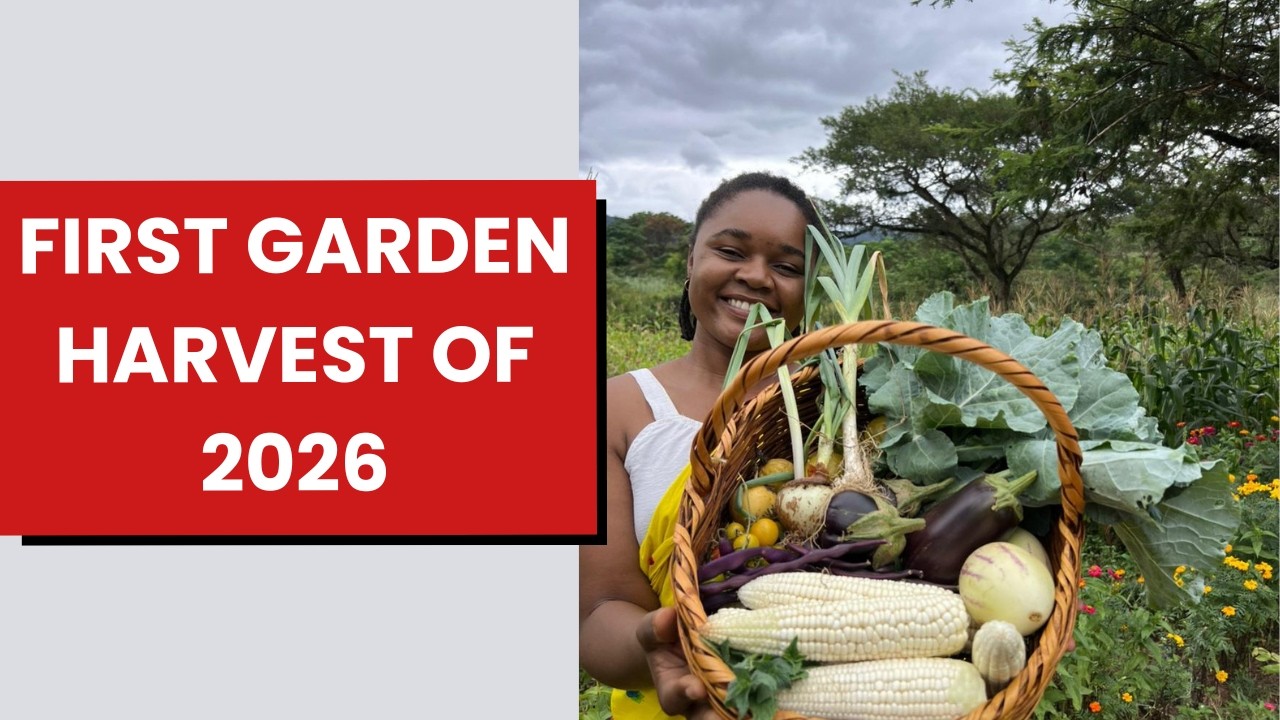 Время сбора урожая! Посмотрите, что первым выросло в нашем саду…