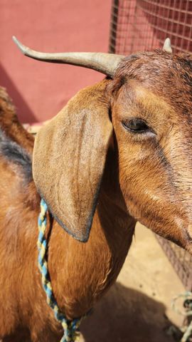 Goat 🐐 Artificial insemination (AI)