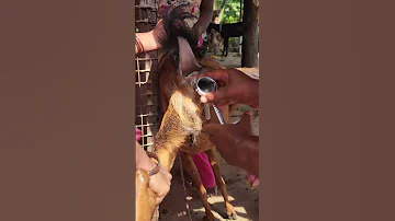 Goat Artificial Insemination AI 