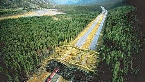 Reinforcement and Ecoducts