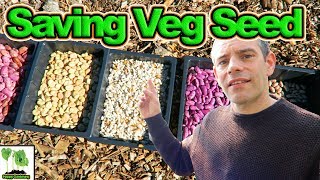 Saving Vegetable Seeds For Next Season