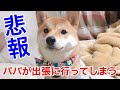 柴犬りんご郎  パパ出張でしばらくお別れです…