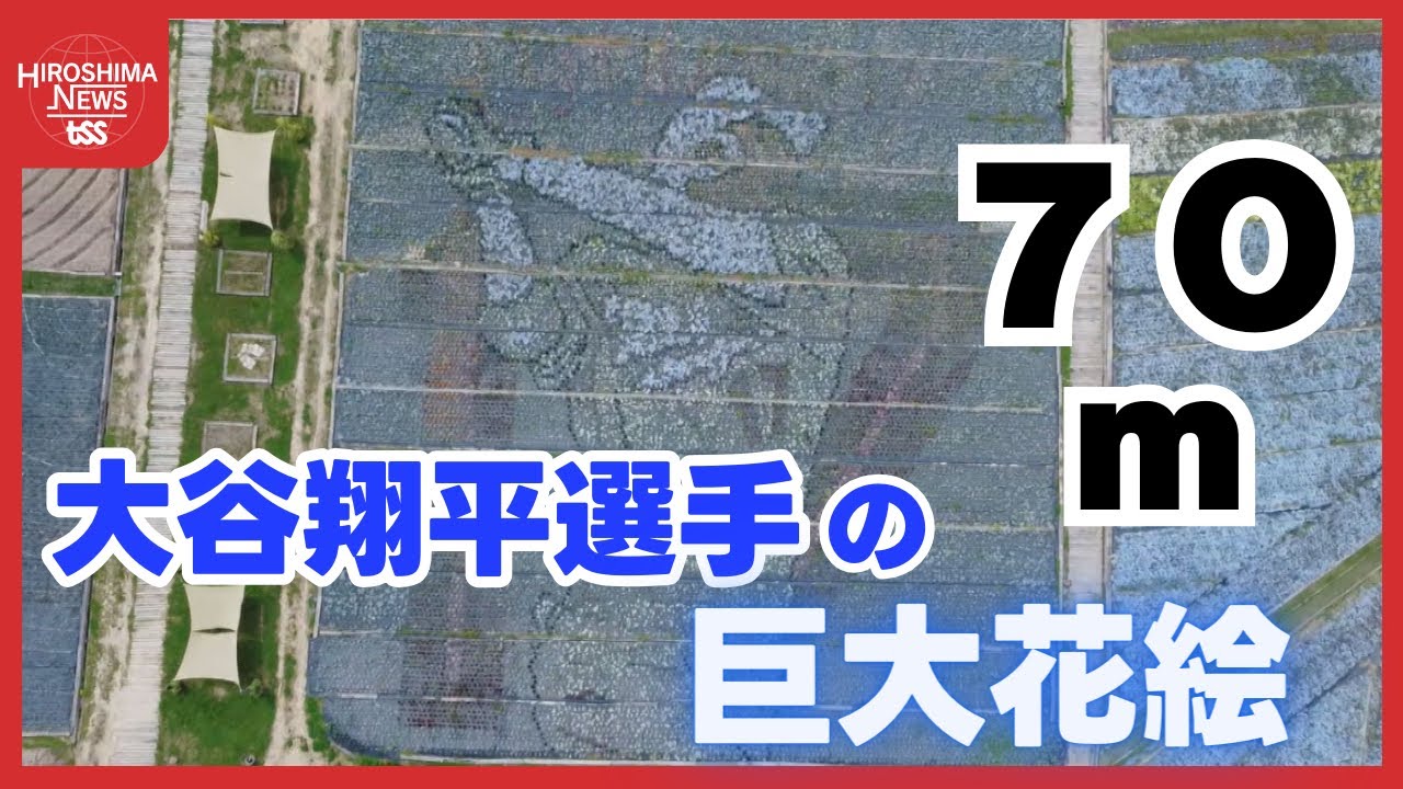 壮観！ 大谷翔平選手の70m！巨大花絵 登場 約3万株のネモフィラと