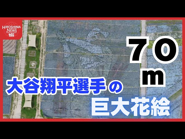 壮観！ 大谷翔平選手の70m！巨大花絵 登場 約3万株のネモフィラと