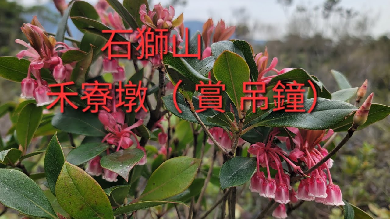 2026.2.9石獅山 禾寮墩（ 賞 吊鐘）