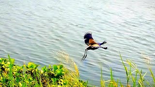 &quot;Bronze-winged Jacana: Wetland Wanderer&quot;