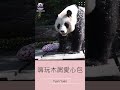 圓圓嗨玩木屑布包 #panda#yuanyuan #圓圓