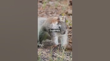 Are Chipmunks Squirrels? #shorts