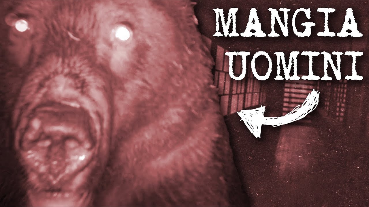 L'Orso Che Terrorizzò Un Intero Paese | L'Incidente di Sankebetsu