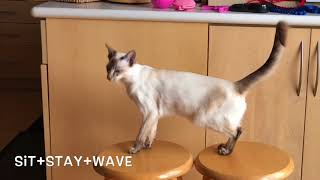 Balinese Cat Darci’s New Tricks- Friend & Wave by Balinese Darci 55 views 5 years ago 41 seconds