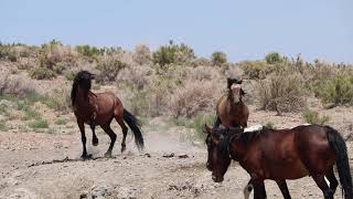 Scuffle at the waterhole