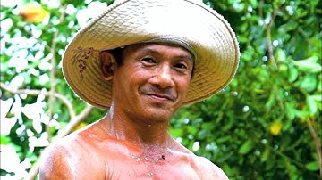 Master of chainsaw cut down a tall Cork tree