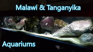 CICHLIDS LAKE MALAWI & TANGANYIKA *The Big African Cichlid Aquariums* CICLIDI* Roberto's aquariums