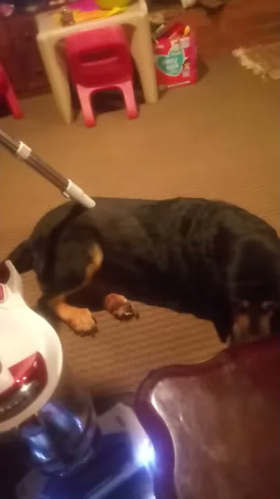 Vacuuming My Dog