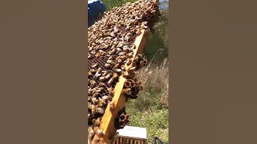 Drone Cells on Bottom of Beehive Frame #Shorts