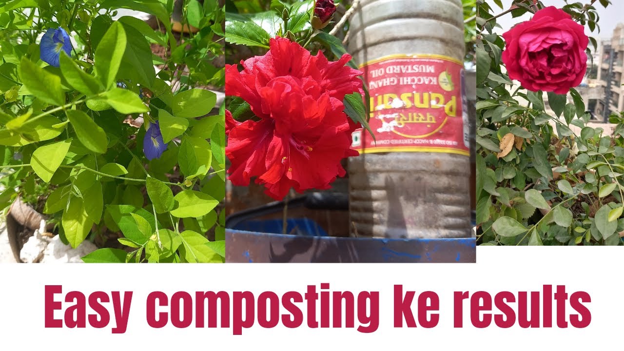 Easy composting ke results || Easy composting no space problem kaa solution 